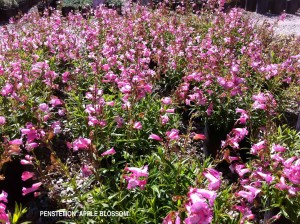 Penstemon x gloxinioides 'Apple Blossom'